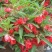 茶花凤仙种子红色重瓣指甲花四季种植阳台盆栽庭院种植