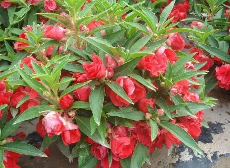 茶花凤仙种子红色重瓣指甲花四季种植阳台盆栽庭院种植