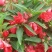 茶花凤仙种子红色重瓣指甲花四季种植阳台盆栽庭院种植