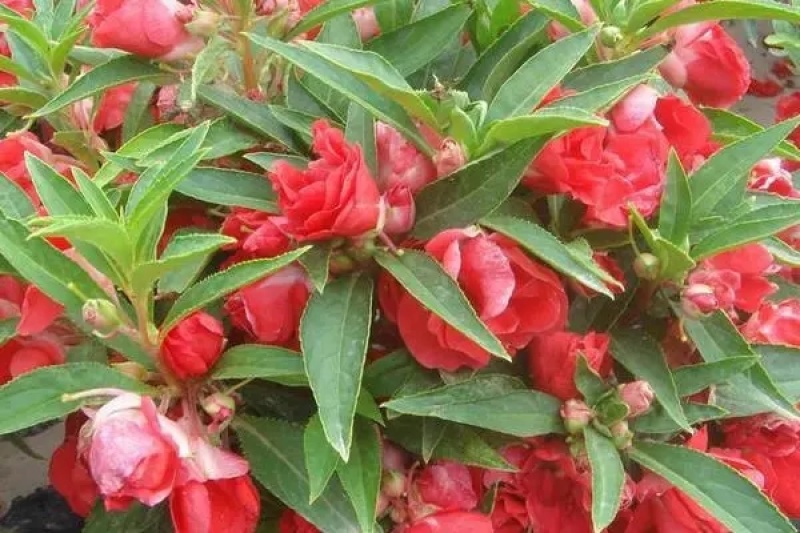 茶花凤仙种子红色重瓣指甲花四季种植阳台盆栽庭院种植