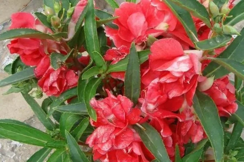 茶花凤仙种子红色重瓣指甲花四季种植阳台盆栽庭院种植