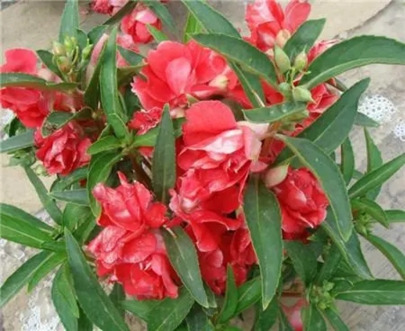 茶花凤仙种子红色重瓣指甲花四季种植阳台盆栽庭院种植