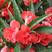 茶花凤仙种子红色重瓣指甲花四季种植阳台盆栽庭院种植