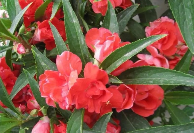 茶花凤仙种子红色重瓣指甲花四季种植阳台盆栽庭院种植