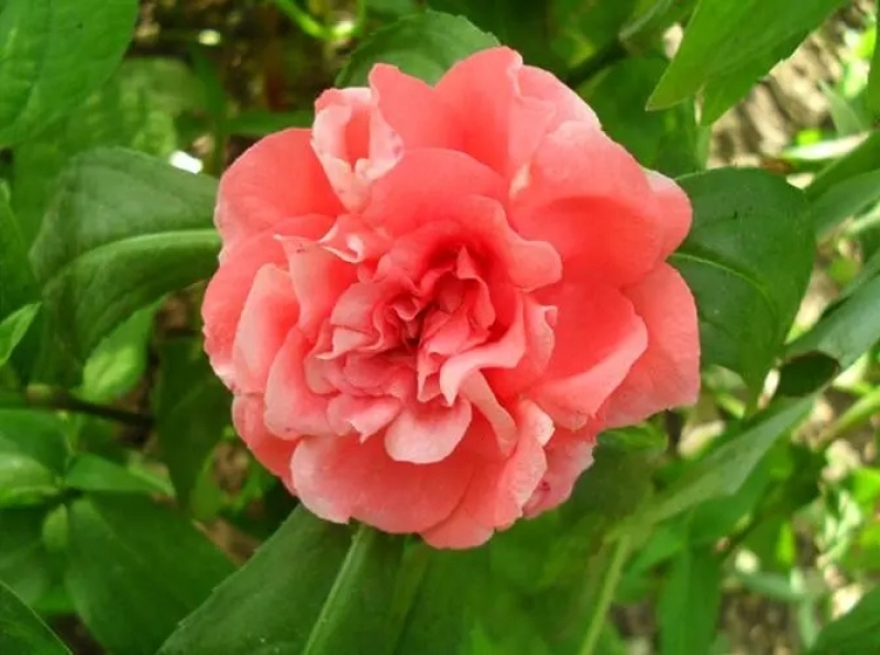 茶花凤仙种子红色重瓣指甲花四季种植阳台盆栽庭院种植