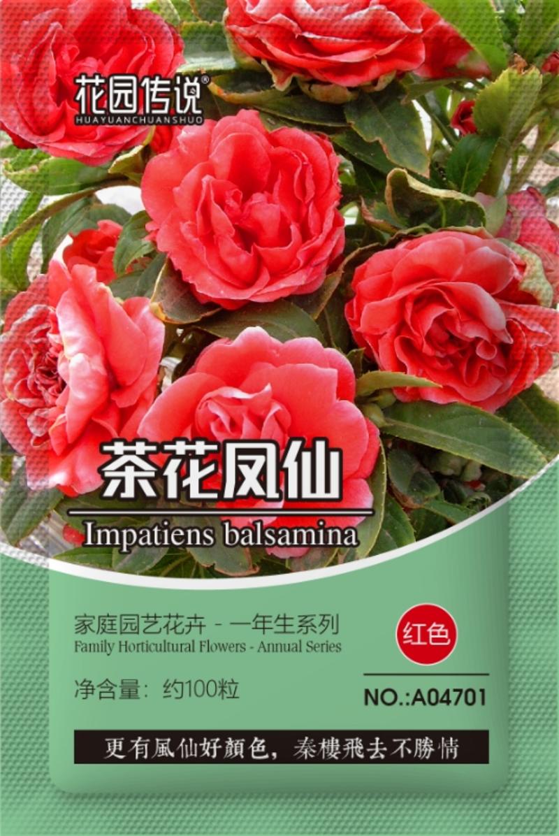 茶花凤仙种子红色重瓣指甲花四季种植阳台盆栽庭院种植