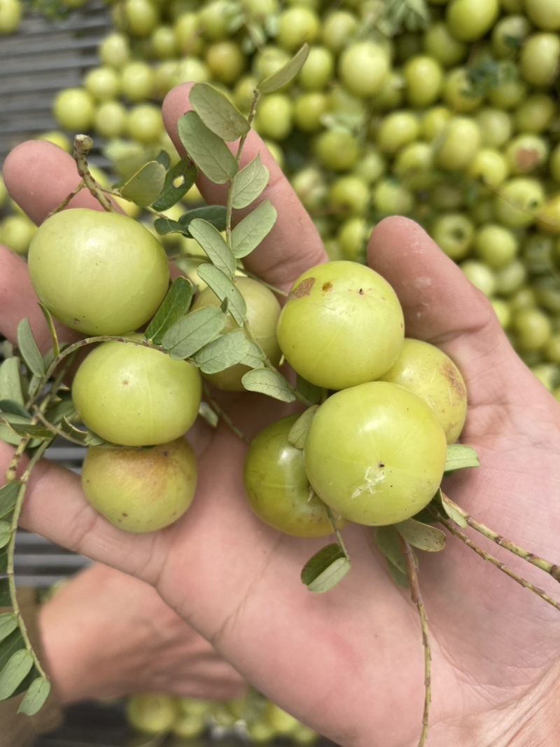 新丙甜油柑，翻花牛柑果余甘果油甘奶茶店榨汁果