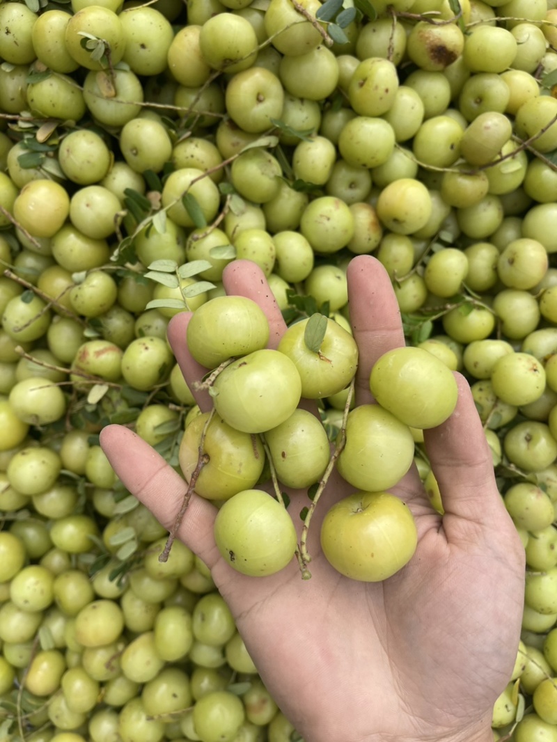 新丙甜油柑，翻花牛柑果余甘果油甘奶茶店榨汁果