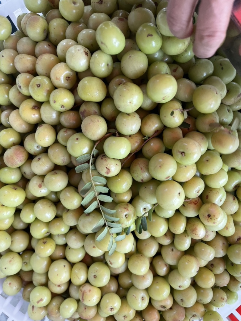 新丙甜油柑，翻花牛柑果余甘果油甘奶茶店榨汁果