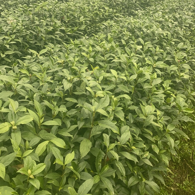 草珊瑚