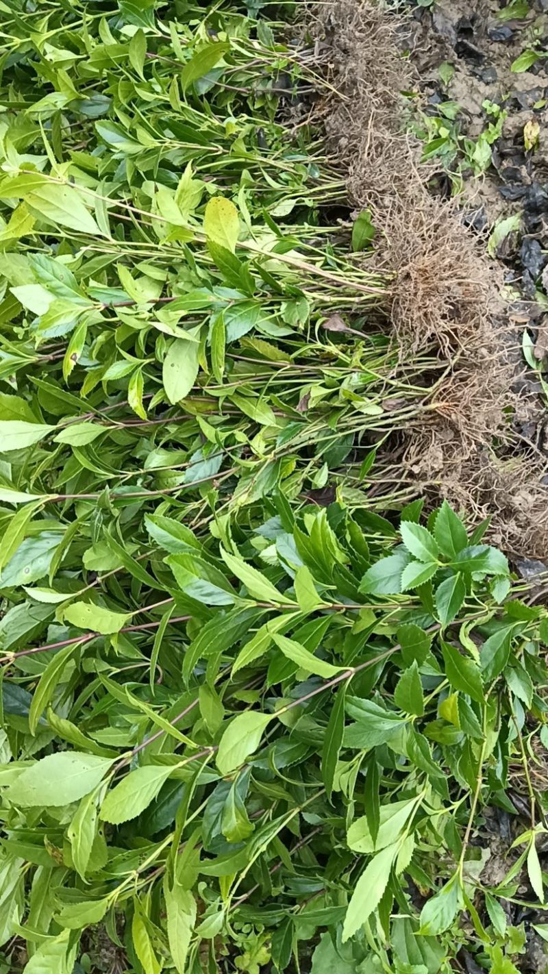 草珊瑚