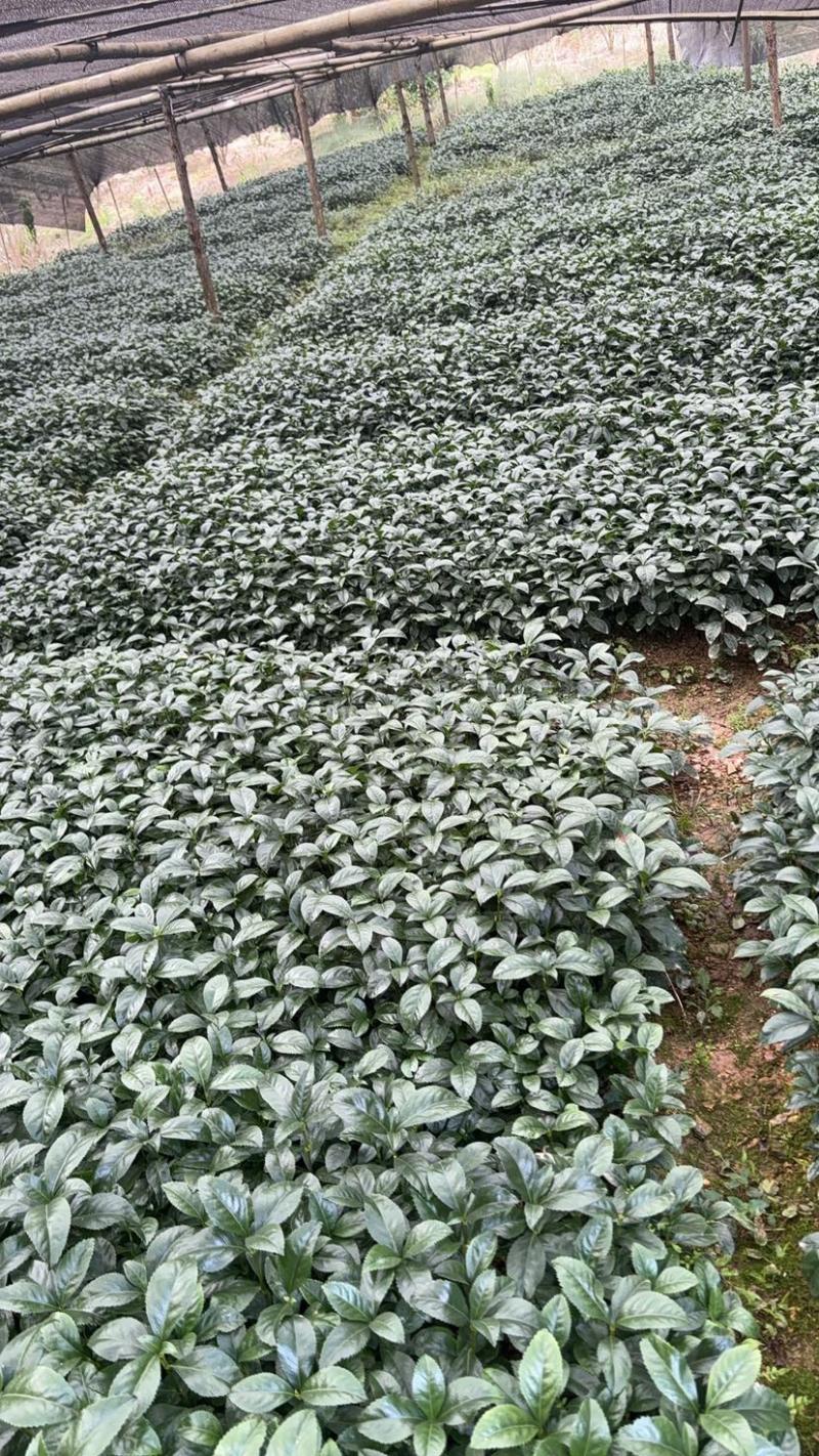 草珊瑚