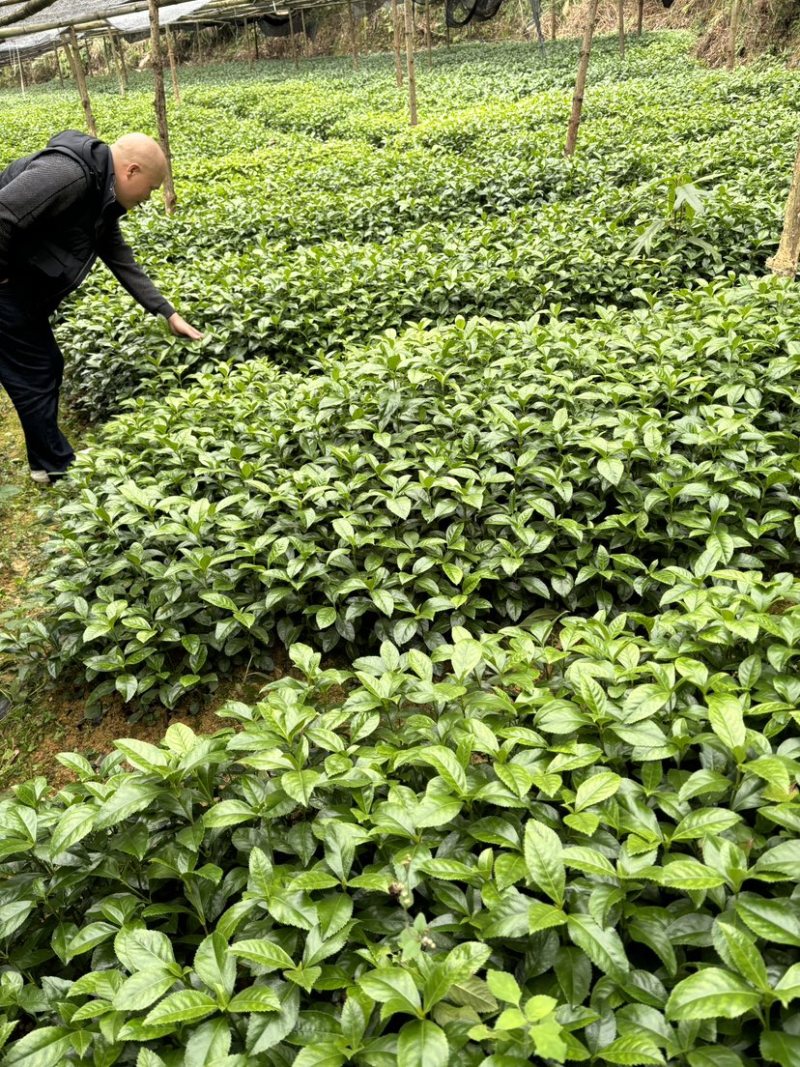 草珊瑚