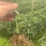 草珊瑚