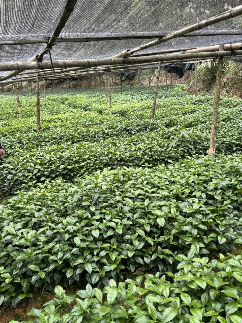 草珊瑚