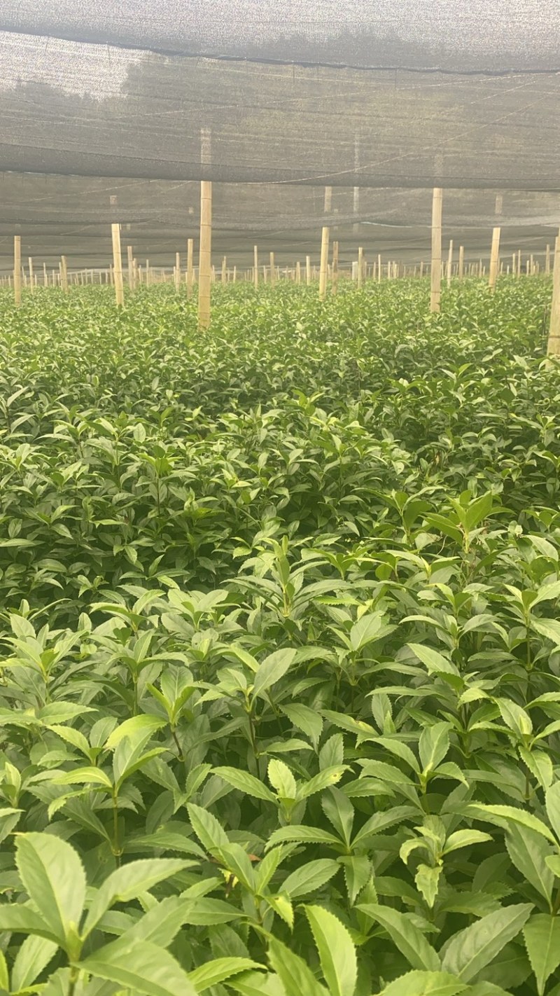 草珊瑚