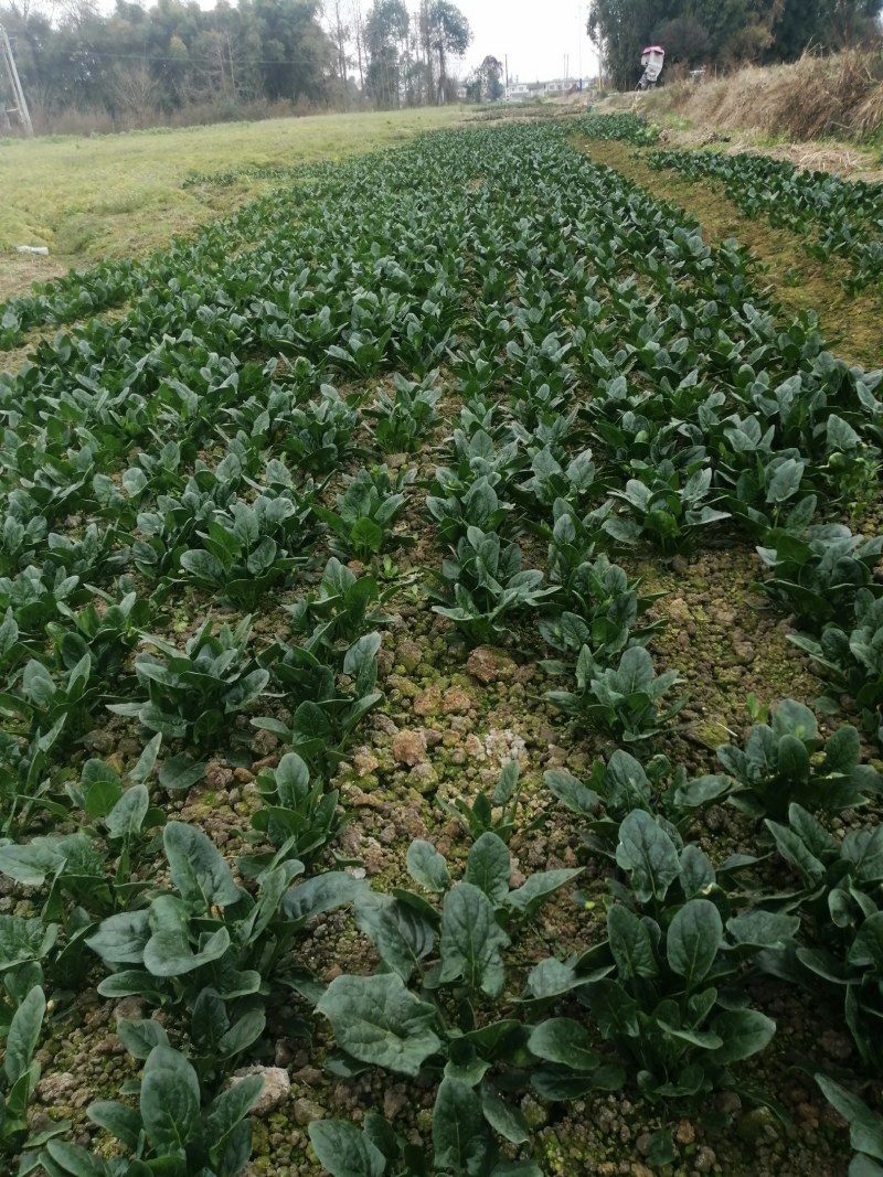 彭州市菠菜已经大量上市。