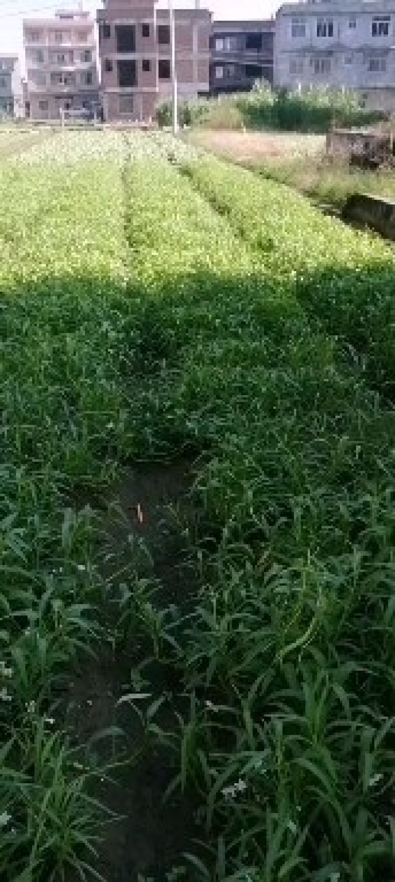 正宗博白柳叶空心菜，又名雍菜，广大人民爱吃的。好吃不腻