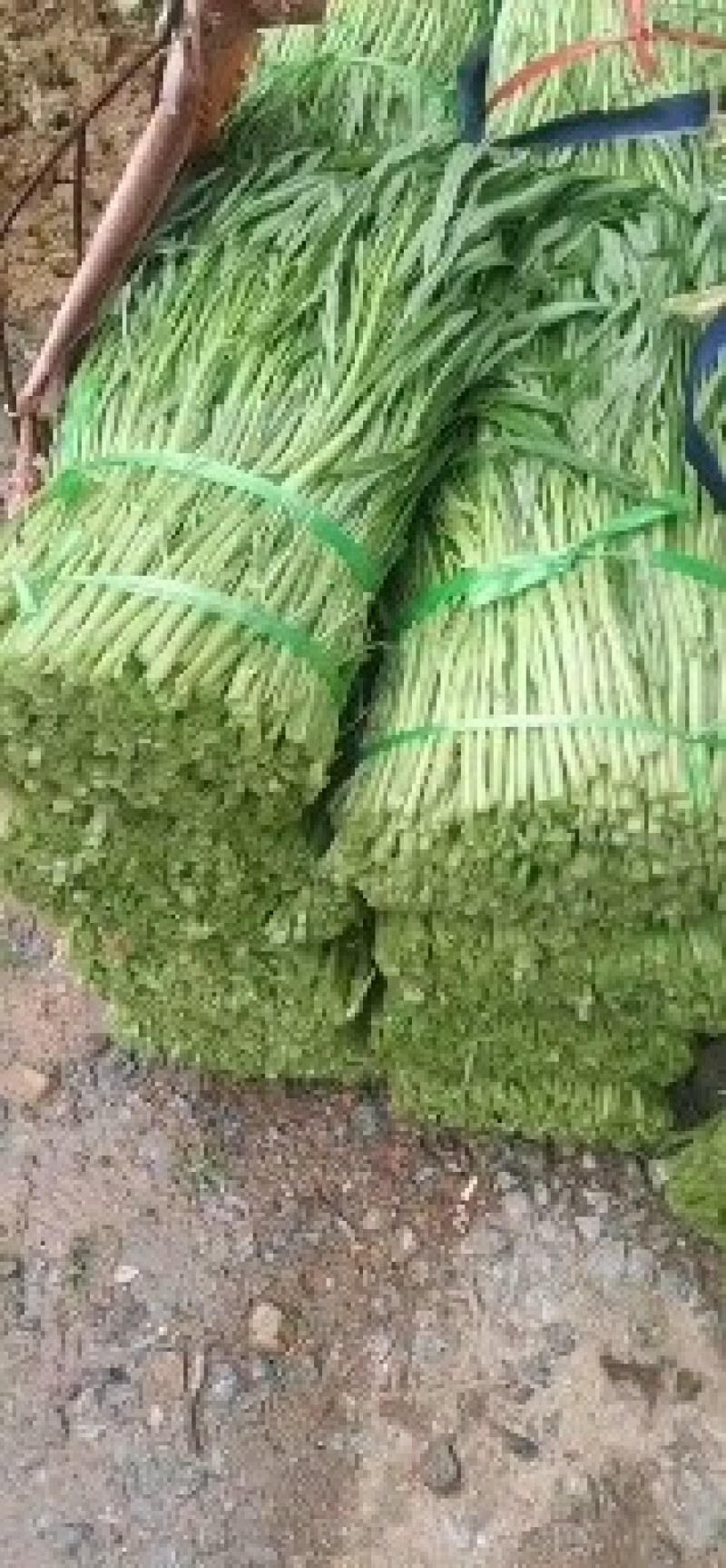 正宗博白柳叶空心菜，又名雍菜，广大人民爱吃的。好吃不腻