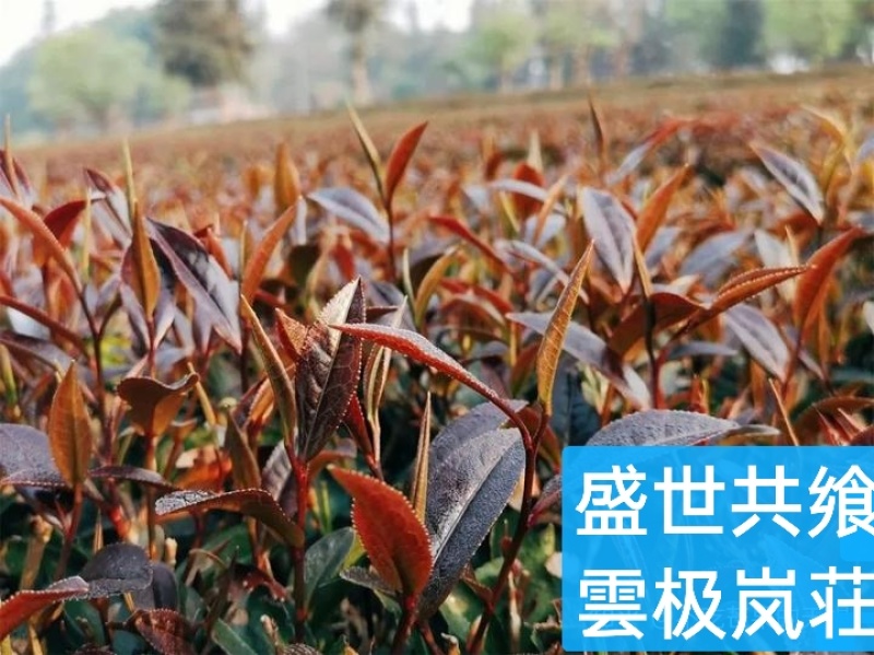 故事等酒围炉煮茶特别的名字、特别的记忆