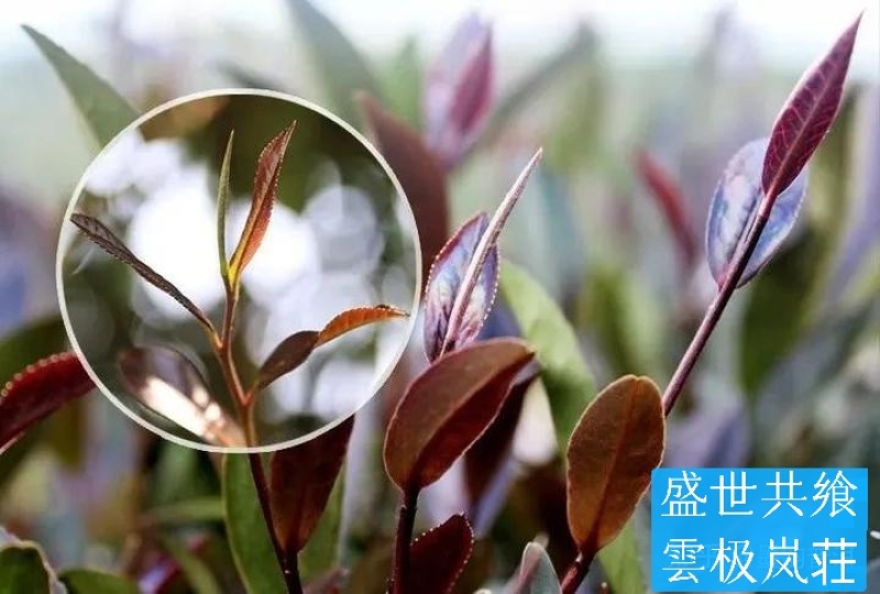 故事等酒围炉煮茶特别的名字、特别的记忆