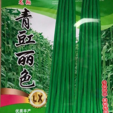 特长青豇豆，荚长，早熟，高产耐病，春，夏，秋可播种。