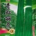 特长青豇豆，荚长，早熟，高产耐病，春，夏，秋可播种。