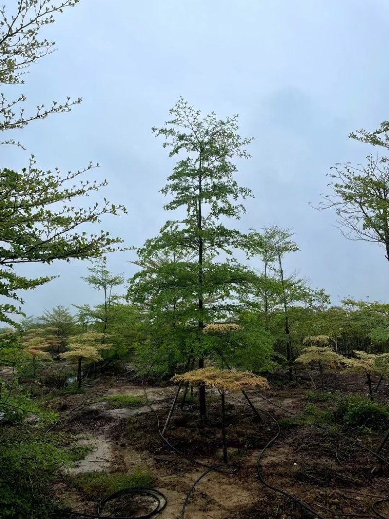 小叶榄仁