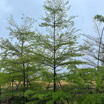 小叶榄仁