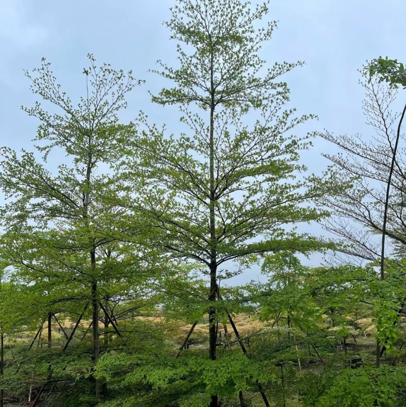 小叶榄仁
