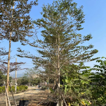 小叶榄仁