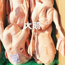 仔鹅，老鹅A级货优质产品质量保障一手货源全国冷链物