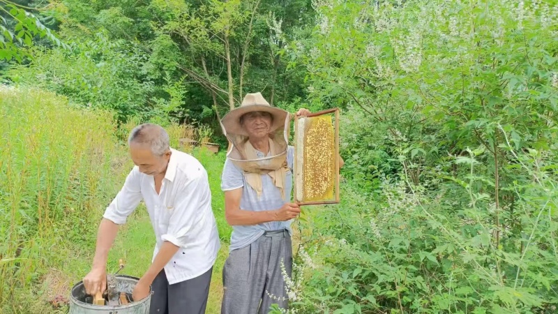 河南信阳野生土蜂蜜，品质高波美度好，支持视频看货选货