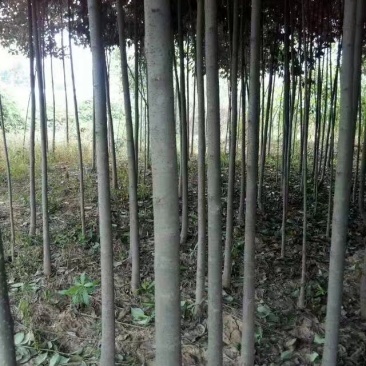 大叶女贞4-9公分，清地，价格你说了算