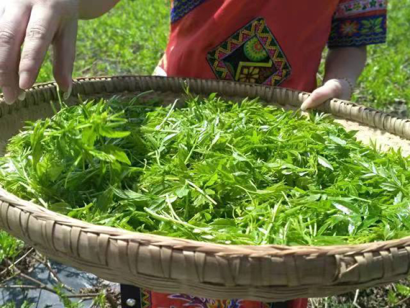 湖南特产，张家界莓茶，野生莓茶，藤茶
