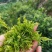 湖南特产，张家界莓茶，野生莓茶，藤茶
