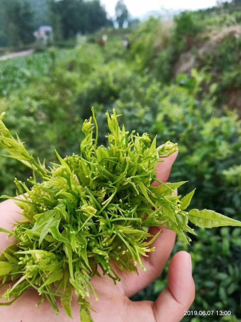 湖南特产，张家界莓茶，野生莓茶，藤茶