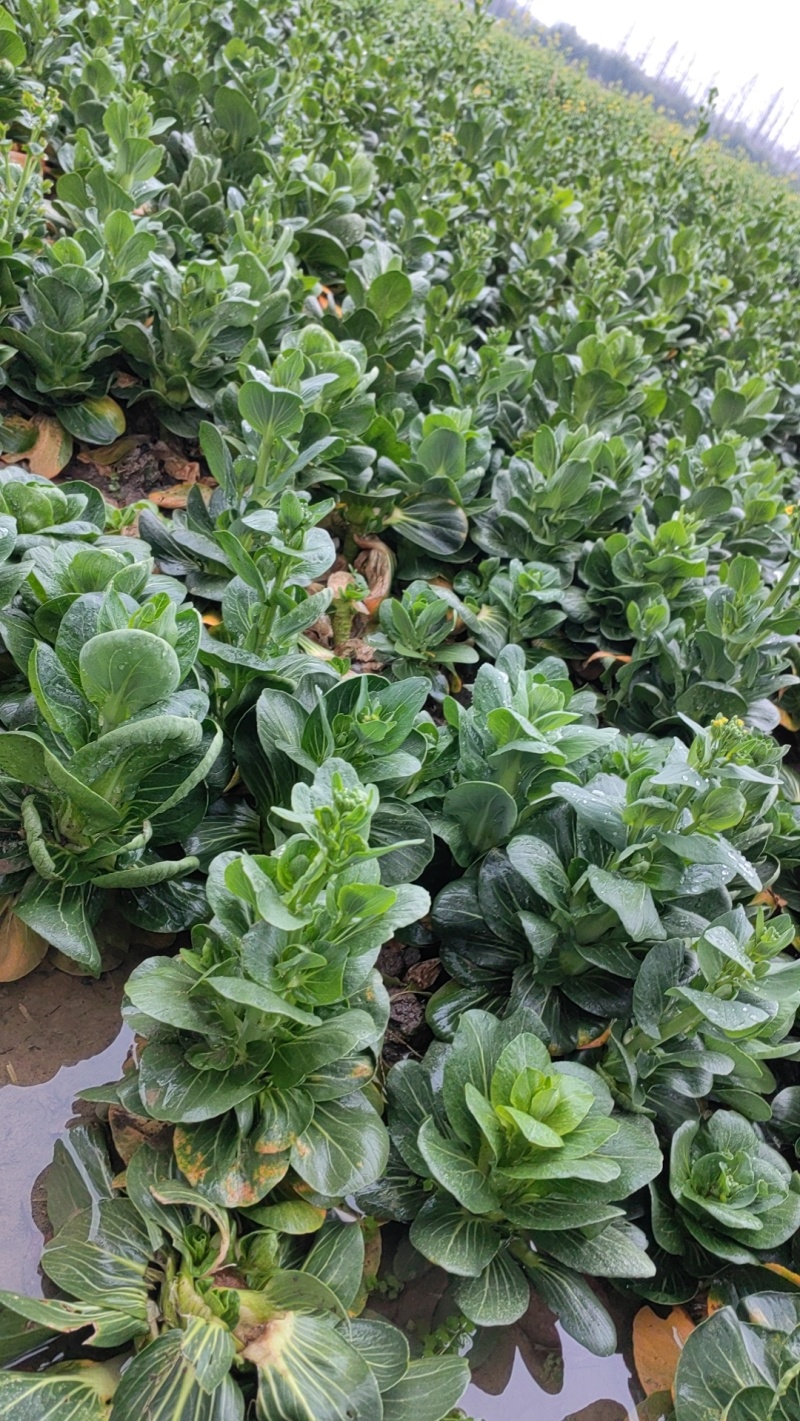 矮脚菜菜苔，精品菜苔，上海青菜苔，小黑菜菜苔，菜心