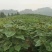 紫苏叶，干货，机压包