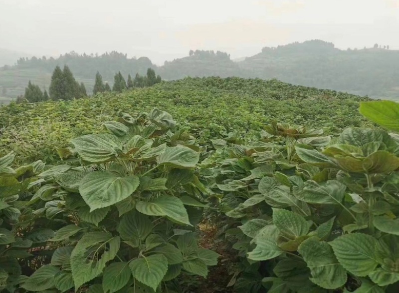 紫苏叶，干货，机压包