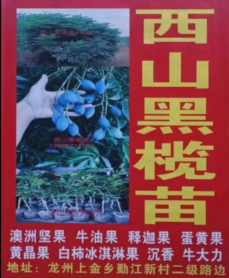 牛奶果核发芽高新鲜