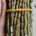 包邮价新鲜现剪铁皮石斛基地直发量大从优