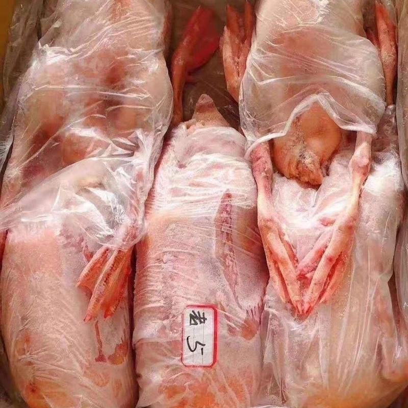 鹅肉新鲜大鹅肉整只新鲜活鹅肉现杀冷冻农家散养白鹅整只好吃