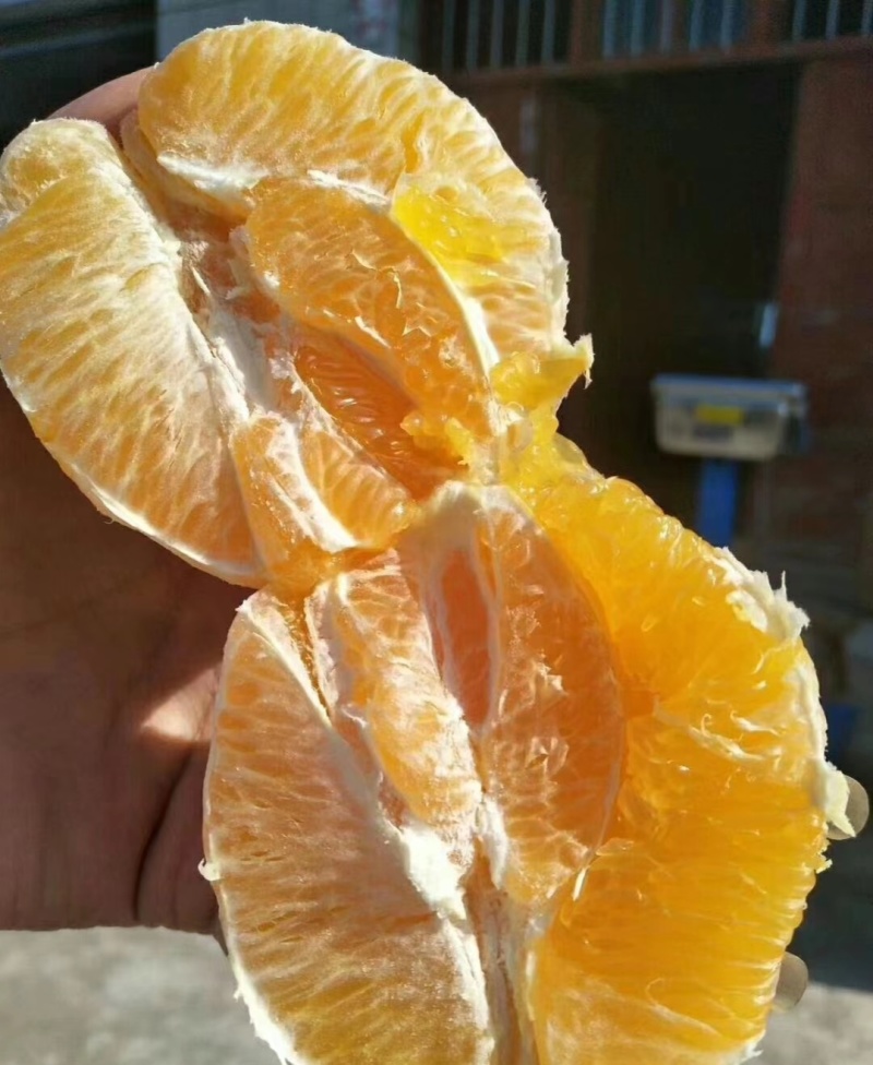 橙子，长虹脐橙，秭归脐橙，个头大，汁水充足