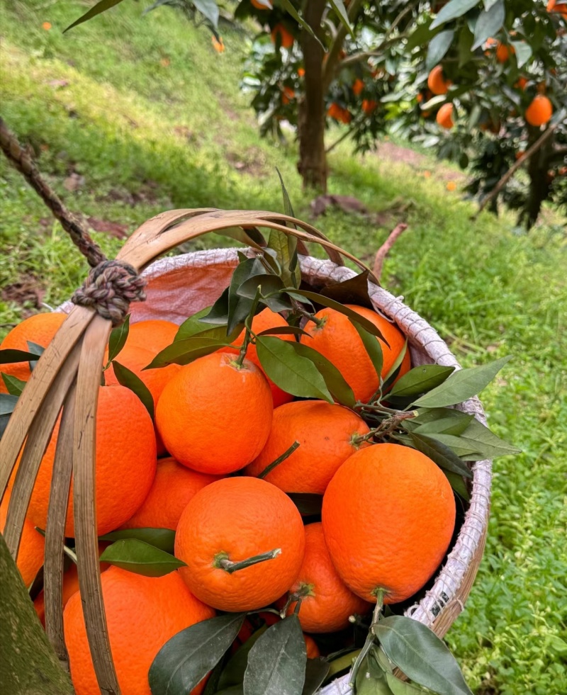脐橙纽荷尔圆虹橙香浓郁，汁水充足