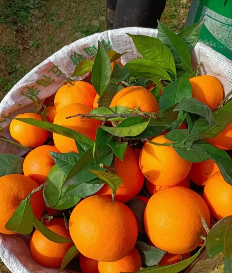 脐橙纽荷尔圆虹橙香浓郁，汁水充足