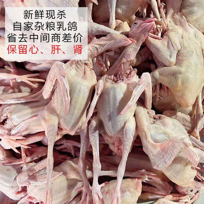 广东新鲜乳鸽20只单只5两起原粮鸽子整箱沙县小吃商用煲汤