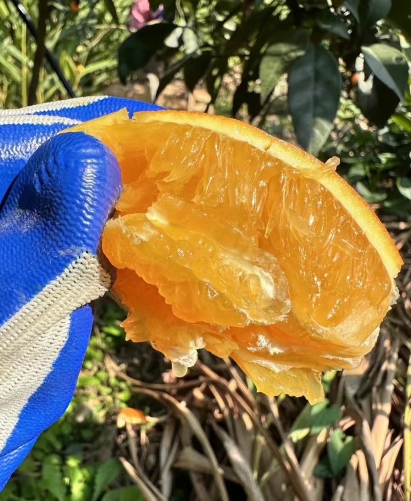 纽荷尔橙，脐橙，现采现发，对接商超，电商，市场各种平台