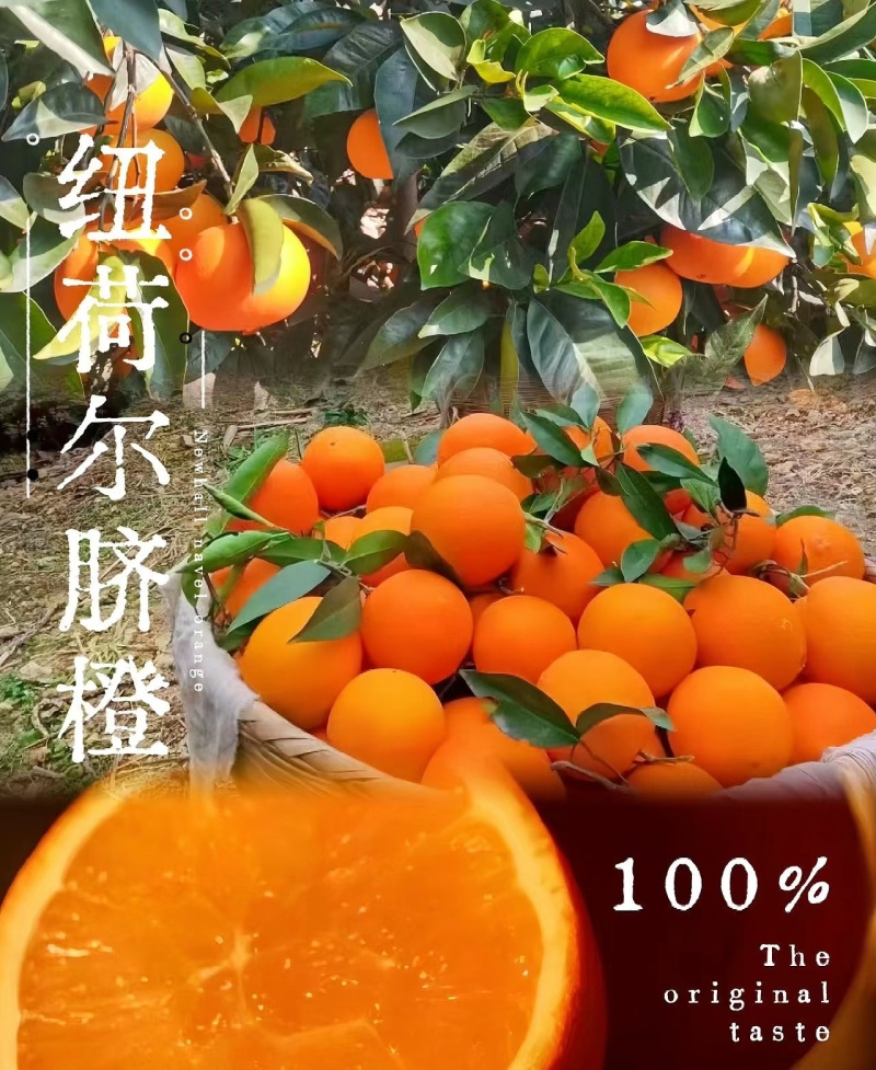 纽荷尔橙，脐橙，现采现发，对接商超，电商，市场各种平台