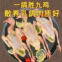 广东扬州乳鸽鸽子风鹅散养风干农家新鲜真空现杀煲汤